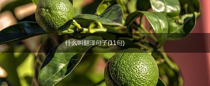 什么叫翻泽句子(11句),第1张