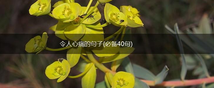 令人心痛的句子(必备40句),第1张