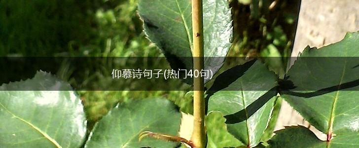 仰慕诗句子(热门40句),第1张