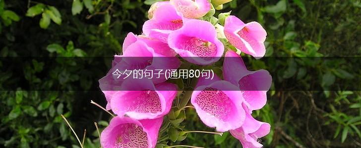 今夕的句子(通用80句),第1张