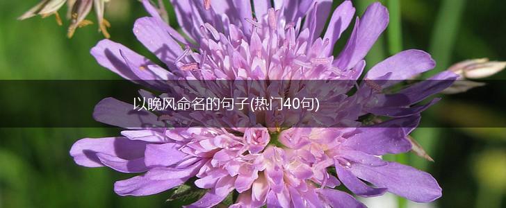 以晚风命名的句子(热门40句),第1张