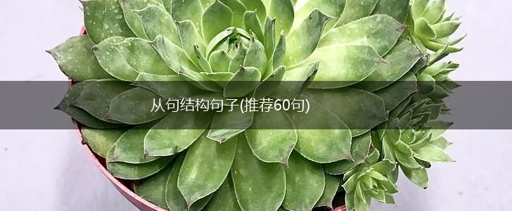 从句结构句子(推荐60句),第1张