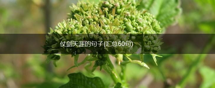 仗剑天涯的句子(汇总60句),第1张