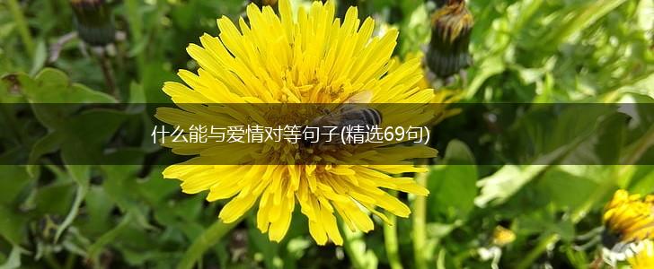 什么能与爱情对等句子(精选69句),第1张