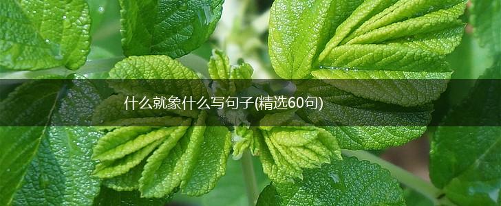 什么就象什么写句子(精选60句),第1张