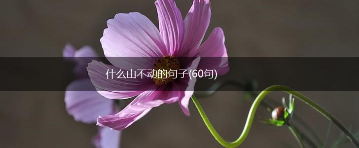 什么山不动的句子(60句),第1张