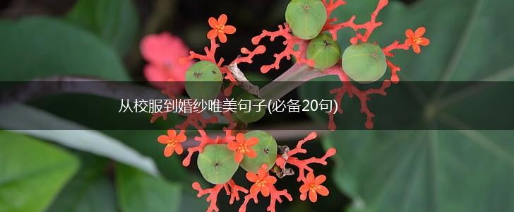 从校服到婚纱唯美句子(必备20句),第1张