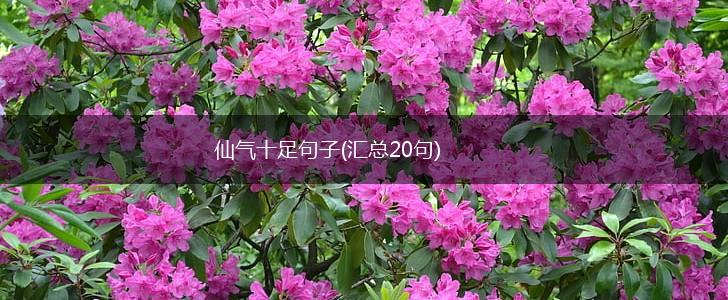 仙气十足句子(汇总20句),第1张