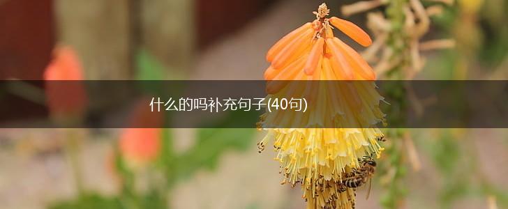 什么的吗补充句子(40句),第1张