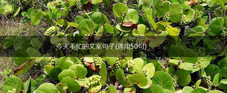 今天不忙的文案句子(通用50句),第1张