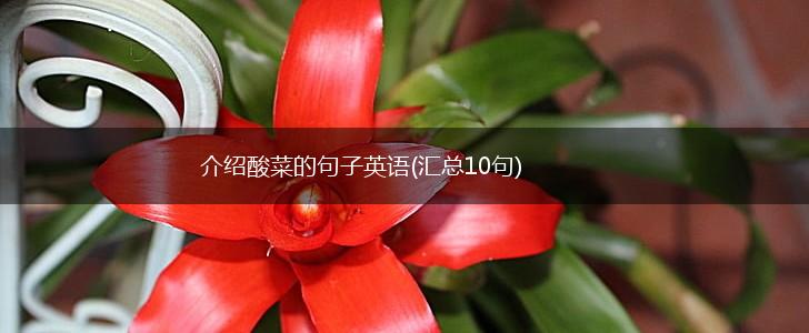 介绍酸菜的句子英语(汇总10句),第1张