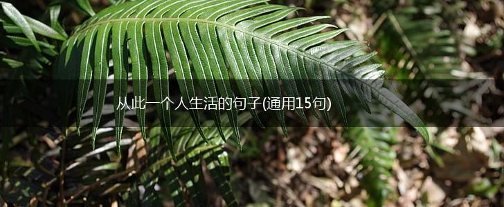 从此一个人生活的句子(通用15句),第1张