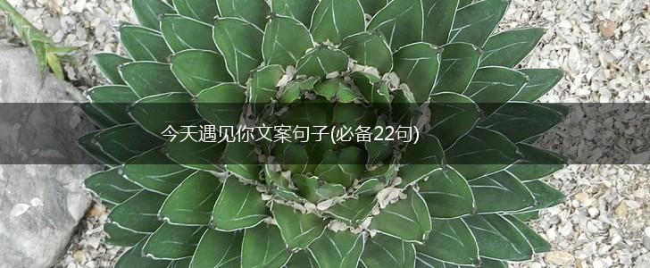 今天遇见你文案句子(必备22句),第1张