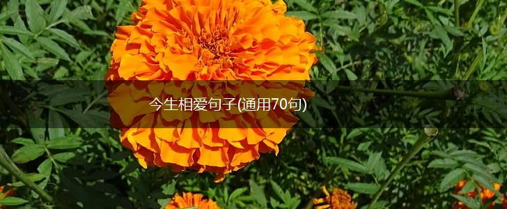 今生相爱句子(通用70句),第1张