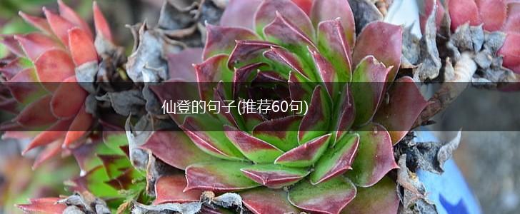 仙登的句子(推荐60句),第1张