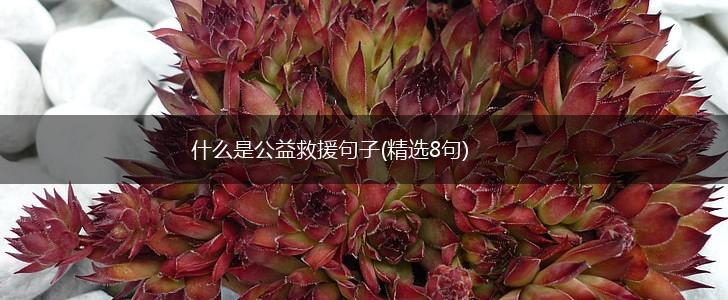 什么是公益救援句子(精选8句),第1张