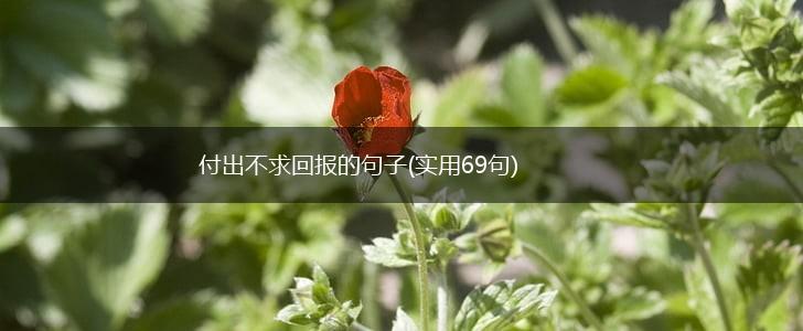 付出不求回报的句子(实用69句),第1张