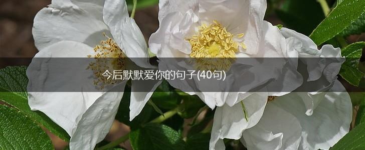 今后默默爱你的句子(40句),第1张