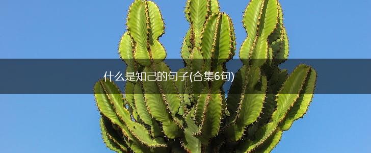 什么是知己的句子(合集6句),第1张