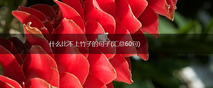什么比不上竹子的句子(汇总60句),第1张