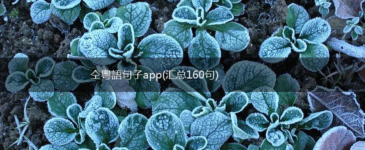 仝粵語句子app(汇总160句),第1张