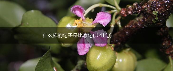 什么样的句子是比喻句(共41句),第1张