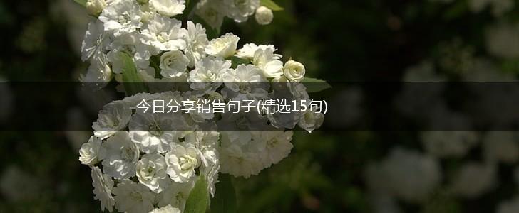 今日分享销售句子(精选15句),第1张