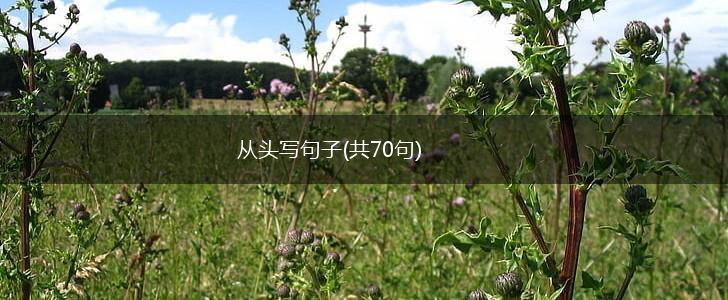 从头写句子(共70句),第1张