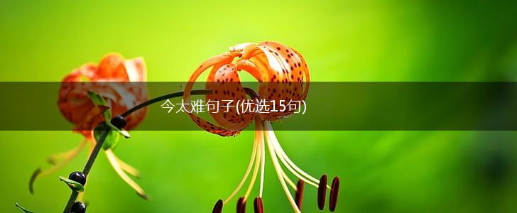 今太难句子(优选15句),第1张
