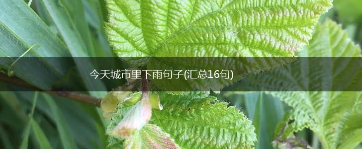 今天城市里下雨句子(汇总16句),第1张