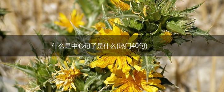 什么是中心句子是什么(热门40句),第1张
