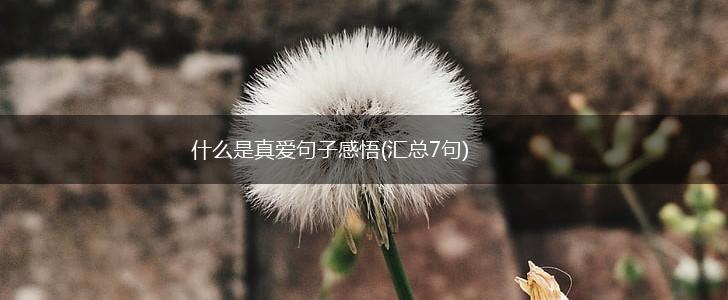 什么是真爱句子感悟(汇总7句),第1张
