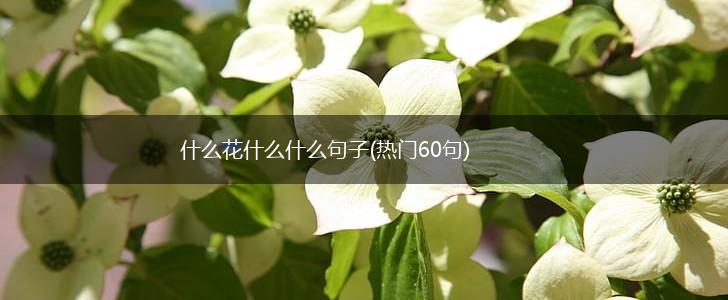什么花什么什么句子(热门60句),第1张