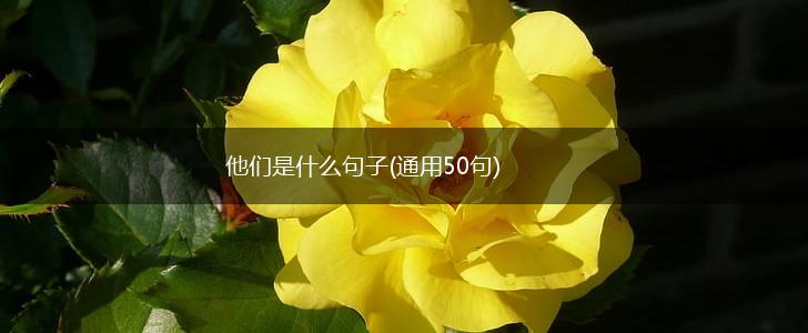 他们是什么句子(通用50句),第1张