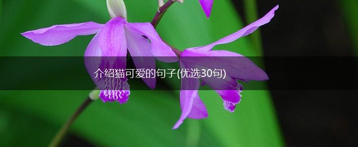 介绍猫可爱的句子(优选30句),第1张