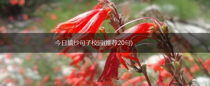 今日摘抄句子校园(推荐20句),第1张