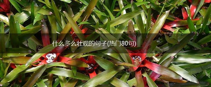 什么多么壮观的句子(热门80句),第1张