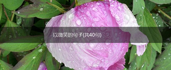 以微笑的句子(共40句),第1张