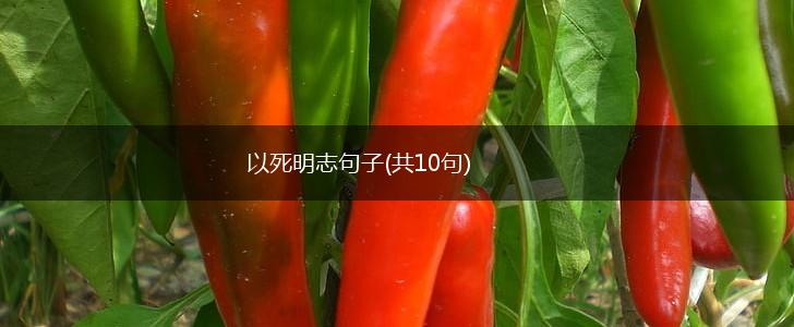 以死明志句子(共10句),第1张
