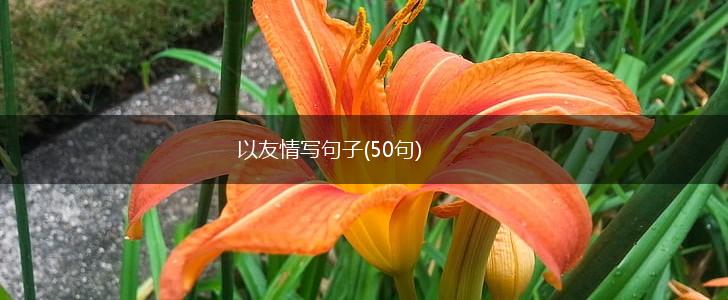 以友情写句子(50句),第1张