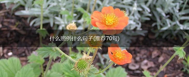 什么照例什么句子(推荐70句),第1张