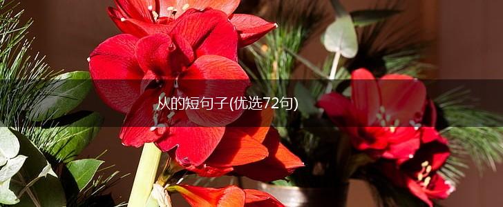从的短句子(优选72句),第1张