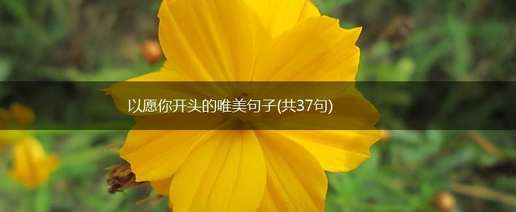 以愿你开头的唯美句子(共37句),第1张