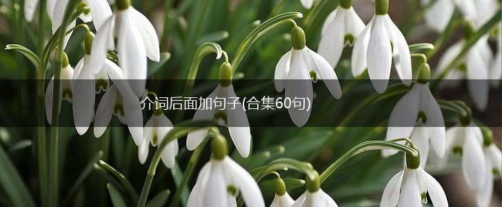 介词后面加句子(合集60句),第1张