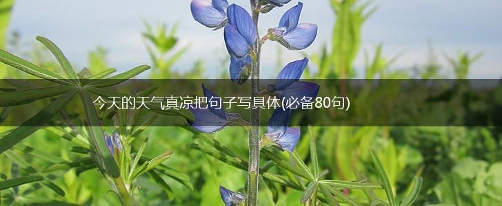 今天的天气真凉把句子写具体(必备80句),第1张