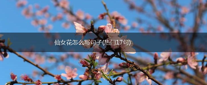 仙女花怎么写句子(热门17句),第1张