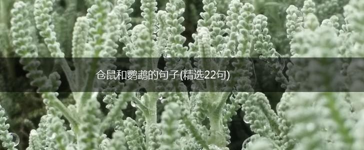 仓鼠和鹦鹉的句子(精选22句),第1张