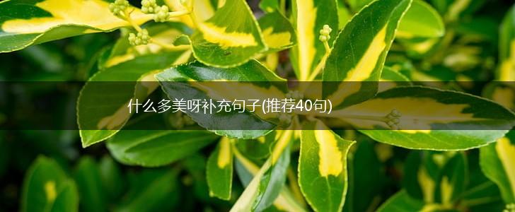 什么多美呀补充句子(推荐40句),第1张