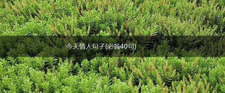 今天情人句子(必备40句),第1张