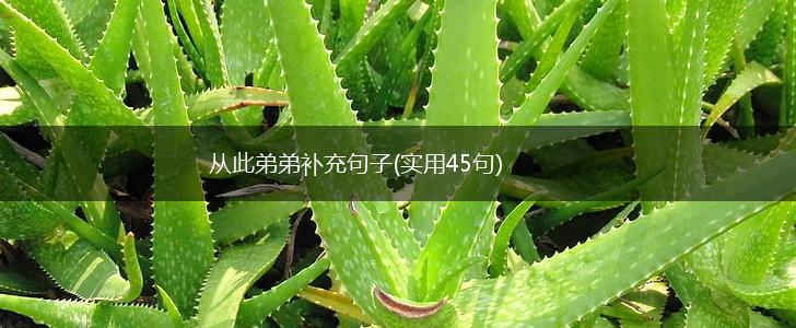 从此弟弟补充句子(实用45句),第1张